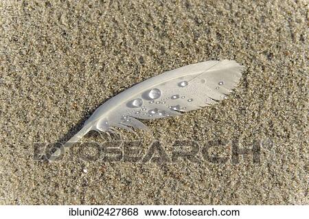 Feather with drops of water lying on the beach View Large Photo Image Stock Photo - Feather with drops of water lying on the beach. Fotosearch