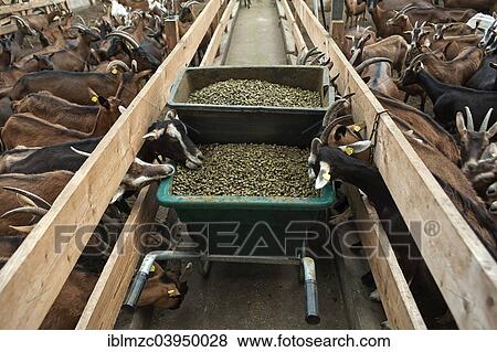"Feeding troughs in a goat shed, dairy goats on either side, organic goat farm, Othenstorf, Mecklenburg-Western Pomerania, Germany, Europe" View Large Photo Image Stock Photo - "Feeding troughs in a goat shed, dairy goats on either side, organic goat farm, Othenstorf, Mecklenburg-Western Pomerania, Germany, Europe". Fotosearch