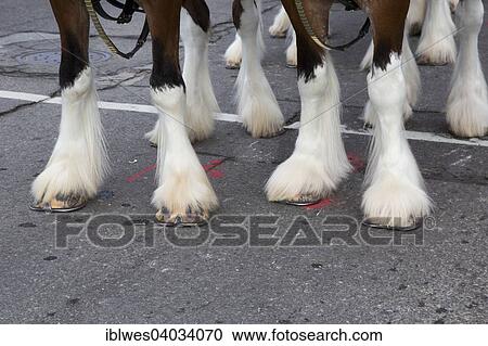 Stock Image - "Feet of the Budweiser Clydesdales in Detroit's Thanksgiving Day Parade, officially called America's Thanksgiving Parade, Detroit, Michigan, United States, North America". Fotosearch