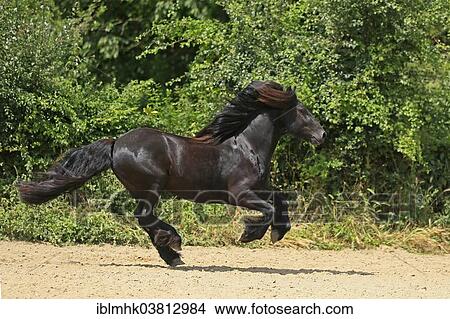 "Fell Pony, Germany, Europe" View Large Photo Image Picture - "Fell Pony, Germany, Europe". Fotosearch