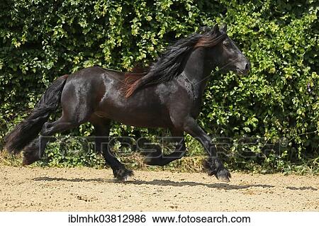 "Fell Pony, Germany, Europe" View Large Photo Image Stock Photograph - "Fell Pony, Germany, Europe". Fotosearch