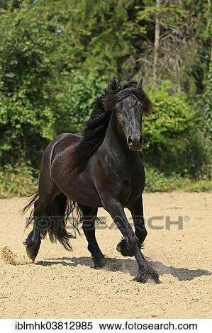Stock Photography - "Fell Pony, Germany, Europe". Fotosearch
