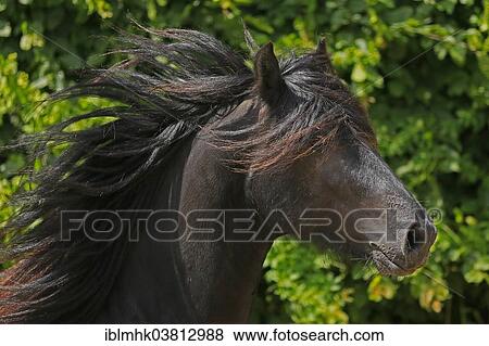 "Fell pony, portrait, Germany, Europe" View Large Photo Image Stock Photo - "Fell pony, portrait, Germany, Europe". Fotosearch