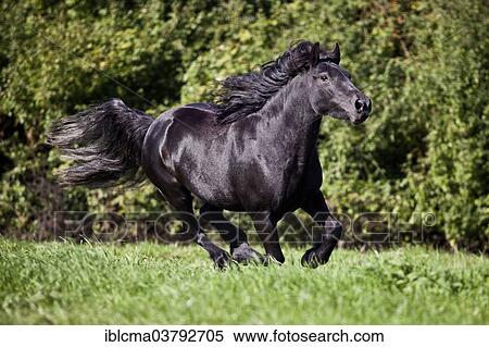 "Fell Pony, stallion, pony mare, galloping on meadow" View Large Photo Image Stock Photography - "Fell Pony, stallion, pony mare, galloping on meadow". Fotosearch