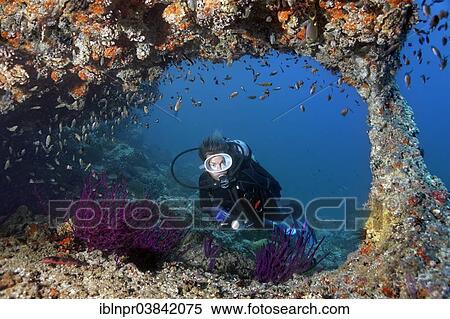 "Female diver swimming through an arch in the reef with various species of reef fish (Pomacentridae), Red Sea Whips (Ellisella sp. ), Dimaniyat Islands nature reserve, Al Batinah region, Oman, Asia" View Large Photo Image Stock Photography - "Female diver swimming through an arch in the reef with various species of reef fish (Pomacentridae), Red Sea Whips (Ellisella sp. ), Dimaniyat Islands nature reserve, Al Batinah region, Oman, Asia". Fotosearch