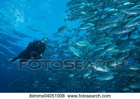 "Female diver watching a school of Bigeye Trevallies (Caranx sexfasciatus), Palau, Oceania" View Large Photo Image Stock Photo - "Female diver watching a school of Bigeye Trevallies (Caranx sexfasciatus), Palau, Oceania". Fotosearch