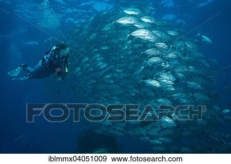"Female diver watching a school of Bigeye Trevallies (Caranx sexfasciatus), Palau, Oceania" View Large Photo Image Stock Photo - "Female diver watching a school of Bigeye Trevallies (Caranx sexfasciatus), Palau, Oceania". Fotosearch