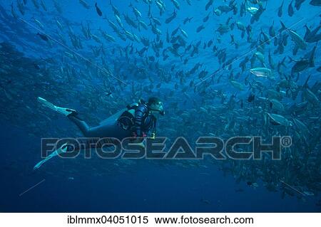 Stock Photography - "Female diver watching a school of Bigeye Trevallies (Caranx sexfasciatus), Palau, Oceania". Fotosearch