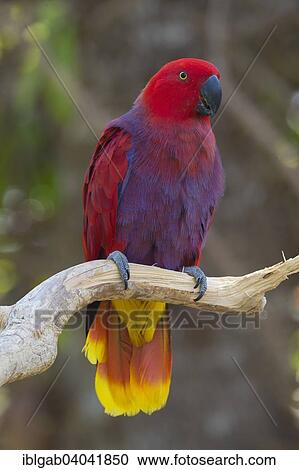 "Female Eclectus Parrot (Eclectus roratus), Bali Bird Park, Bali, Indonesia, Asia" View Large Photo Image Stock Image - "Female Eclectus Parrot (Eclectus roratus), Bali Bird Park, Bali, Indonesia, Asia". Fotosearch