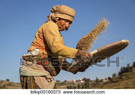 "Female farmer cleaning rice, Kathmandu Valley, Nepal, Asia" View Large Photo Image Stock Image - "Female farmer cleaning rice, Kathmandu Valley, Nepal, Asia". Fotosearch