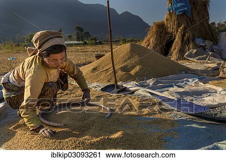 "Female farmer preparing for winnowing, Bungmati, Kathmandu Valley, Nepal, Asia" View Large Photo Image Stock Image - "Female farmer preparing for winnowing, Bungmati, Kathmandu Valley, Nepal, Asia". Fotosearch