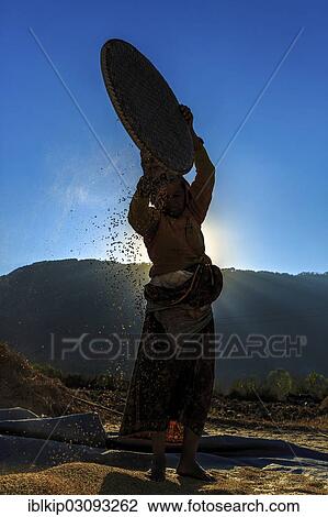 "Female farmer, winnowing, Bungmati, Kathmandu Valley, Nepal, Asia" View Large Photo Image Stock Image - "Female farmer, winnowing, Bungmati, Kathmandu Valley, Nepal, Asia". Fotosearch