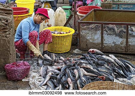 "Female fishmonger descaling fish at a market, Siem Reap, Siem Reap, Siem Reap Province, Cambodia, Asia" View Large Photo Image Stock Photo - "Female fishmonger descaling fish at a market, Siem Reap, Siem Reap, Siem Reap Province, Cambodia, Asia". Fotosearch