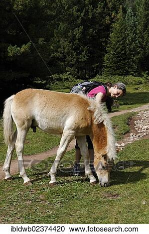 "Female hiker with a Haflinger horse in a pasture, Raschoetz near St. Ulrich or Ortisei, Val Gardena valley or Groednertal valley, province of Bolzano-Bozen, Alto Adige, Italy, Europe" View Large Photo Image Stock Image - "Female hiker with a Haflinger horse in a pasture, Raschoetz near St. Ulrich or Ortisei, Val Gardena valley or Groednertal valley, province of Bolzano-Bozen, Alto Adige, Italy, Europe". Fotosearch