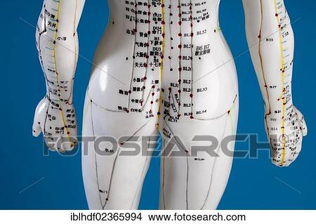 "Female model figure with markings and Chinese characters, acupuncture points on the meridians, traditional Chinese medicine, TCM" View Large Photo Image Picture - "Female model figure with markings and Chinese characters, acupuncture points on the meridians, traditional Chinese medicine, TCM". Fotosearch