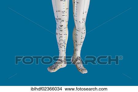 Picture - "Female model figure with markings and Chinese characters, acupuncture points on the meridians, traditional Chinese medicine, TCM". Fotosearch