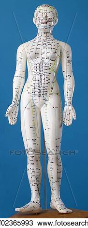 "Female model figure with markings and Chinese characters, acupuncture points on the meridians, traditional Chinese medicine, TCM" View Large Photo Image Stock Image - "Female model figure with markings and Chinese characters, acupuncture points on the meridians, traditional Chinese medicine, TCM". Fotosearch