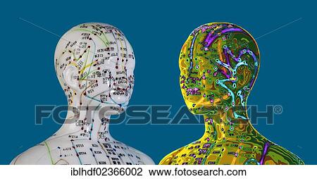 Stock Image - "Female model figure with markings and Chinese characters, acupuncture points on the meridians, traditional Chinese medicine, TCM". Fotosearch