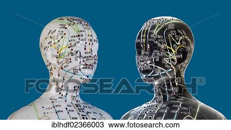"Female model figure with markings and Chinese characters, acupuncture points on the meridians, traditional Chinese medicine, TCM" View Large Photo Image Stock Image - "Female model figure with markings and Chinese characters, acupuncture points on the meridians, traditional Chinese medicine, TCM". Fotosearch