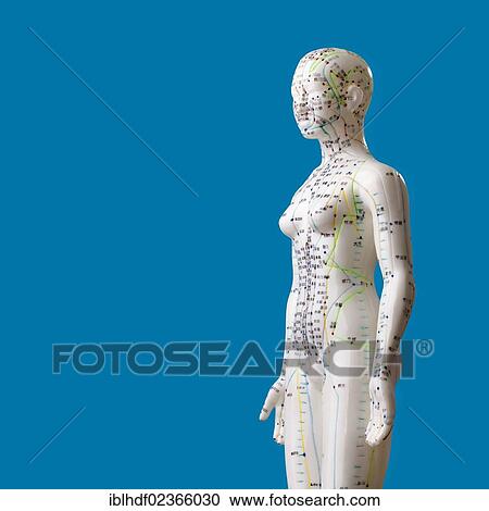 Stock Image - "Female model figure with markings and Chinese characters, acupuncture points on the meridians, traditional Chinese medicine, TCM". Fotosearch
