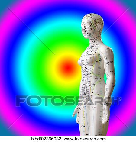Stock Image - "Female model figure with markings and Chinese characters, acupuncture points on the meridians, traditional Chinese medicine, TCM". Fotosearch
