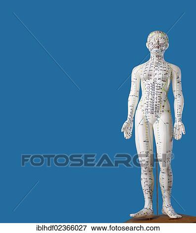 "Female model figure with markings and Chinese characters, acupuncture points on the meridians, traditional Chinese medicine, TCM" View Large Photo Image Stock Photo - "Female model figure with markings and Chinese characters, acupuncture points on the meridians, traditional Chinese medicine, TCM". Fotosearch