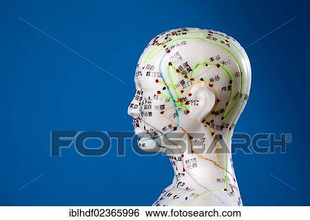 Stock Photograph - "Female model figure with markings and Chinese characters, acupuncture points on the meridians, traditional Chinese medicine, TCM". Fotosearch