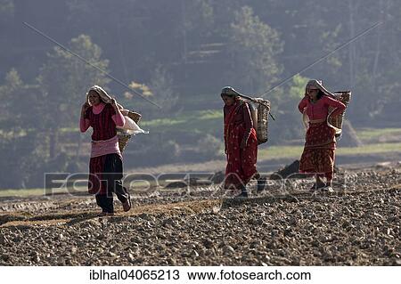 "Female Nepalese farmers carrying baskets, walking across a field, near Panauti, Nepal, Asia" View Large Photo Image Stock Image - "Female Nepalese farmers carrying baskets, walking across a field, near Panauti, Nepal, Asia". Fotosearch