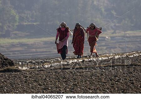 "Female Nepalese farmers carrying baskets, walking across a field, near Panauti, Nepal, Asia" View Large Photo Image Stock Photo - "Female Nepalese farmers carrying baskets, walking across a field, near Panauti, Nepal, Asia". Fotosearch