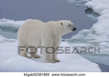 Picture - "Female Polar bear (Ursus maritimus) on the pack ice, Svalbard Archipelago, Barents Sea, Norway, Arctic, Europe". Fotosearch