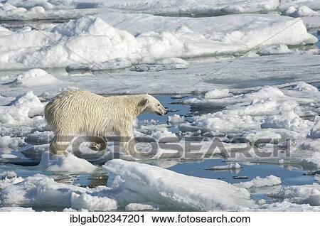 "Female Polar bear (Ursus maritimus) on pack ice, Svalbard Archipelago, Barents Sea, Norway, Europe" View Large Photo Image Stock Image - "Female Polar bear (Ursus maritimus) on pack ice, Svalbard Archipelago, Barents Sea, Norway, Europe". Fotosearch