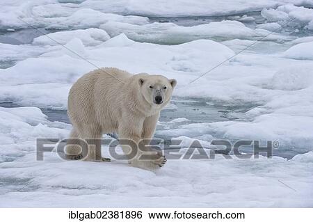 "Female Polar bear (Ursus maritimus) on the pack ice, Svalbard Archipelago, Barents Sea, Norway, Arctic, Europe" View Large Photo Image Stock Photograph - "Female Polar bear (Ursus maritimus) on the pack ice, Svalbard Archipelago, Barents Sea, Norway, Arctic, Europe". Fotosearch