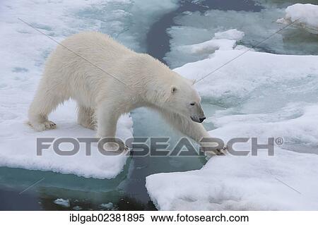 "Female Polar bear (Ursus maritimus) on the pack ice, Svalbard Archipelago, Barents Sea, Norway, Arctic, Europe" View Large Photo Image Stock Photography - "Female Polar bear (Ursus maritimus) on the pack ice, Svalbard Archipelago, Barents Sea, Norway, Arctic, Europe". Fotosearch