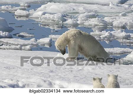 "Female Polar bear (Ursus maritimus) hunting a ringed seal (Pusa hispida or Phoca hispida) and accompanied by two cubs, Svalbard Archipelago, Barents Sea, Norway, Europe" View Large Photo Image Picture - "Female Polar bear (Ursus maritimus) hunting a ringed seal (Pusa hispida or Phoca hispida) and accompanied by two cubs, Svalbard Archipelago, Barents Sea, Norway, Europe". Fotosearch