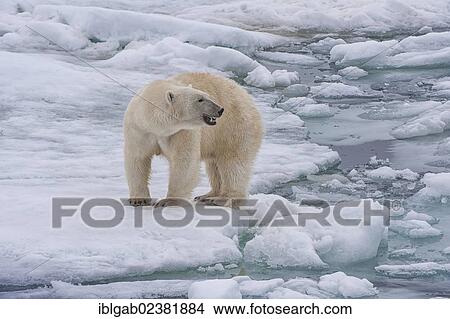 "Female Polar bear (Ursus maritimus), Svalbard Archipelago, Barents Sea, Norway, Arctic, Europe" View Large Photo Image Picture - "Female Polar bear (Ursus maritimus), Svalbard Archipelago, Barents Sea, Norway, Arctic, Europe". Fotosearch