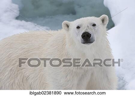 "Female Polar bear (Ursus maritimus), Svalbard Archipelago, Barents Sea, Norway, Arctic, Europe" View Large Photo Image Stock Image - "Female Polar bear (Ursus maritimus), Svalbard Archipelago, Barents Sea, Norway, Arctic, Europe". Fotosearch