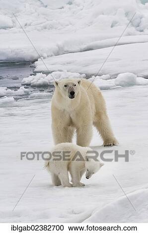 "Female Polar bear (Ursus maritimus) with cub, Svalbard Archipelago, Barents Sea, Norway, Arctic, Europe" View Large Photo Image Stock Image - "Female Polar bear (Ursus maritimus) with cub, Svalbard Archipelago, Barents Sea, Norway, Arctic, Europe". Fotosearch
