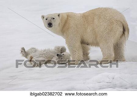 "Female Polar bear (Ursus maritimus) with cub, Svalbard Archipelago, Barents Sea, Norway, Arctic, Europe" View Large Photo Image Stock Image - "Female Polar bear (Ursus maritimus) with cub, Svalbard Archipelago, Barents Sea, Norway, Arctic, Europe". Fotosearch