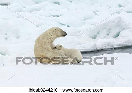 "Female Polar bear (Ursus maritimus) feeding a cub, Svalbard Archipelago, Barents Sea, Norway, Europe" View Large Photo Image Stock Image - "Female Polar bear (Ursus maritimus) feeding a cub, Svalbard Archipelago, Barents Sea, Norway, Europe". Fotosearch