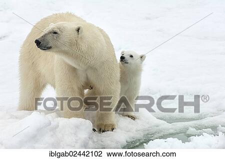 "Female Polar bear (Ursus maritimus) and cub, Svalbard Archipelago, Barents Sea, Norway, Europe" View Large Photo Image Stock Image - "Female Polar bear (Ursus maritimus) and cub, Svalbard Archipelago, Barents Sea, Norway, Europe". Fotosearch