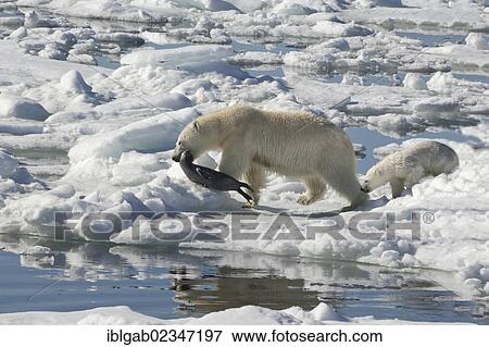 "Female Polar bear (Ursus maritimus) dragging a Ringed seal (Pusa hispida or phoca hispida) and accompanied by one cub, Svalbard Archipelago, Barents Sea, Norway, Europe" View Large Photo Image Stock Photo - "Female Polar bear (Ursus maritimus) dragging a Ringed seal (Pusa hispida or phoca hispida) and accompanied by one cub, Svalbard Archipelago, Barents Sea, Norway, Europe". Fotosearch