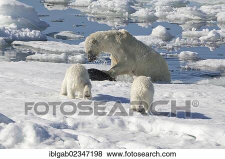 "Female Polar bear (Ursus maritimus) hunting a Ringed seal (Pusa hispida or phoca hispida) and accompanied by two cubs, Svalbard Archipelago, Barents Sea, Norway, Europe" View Large Photo Image Stock Photo - "Female Polar bear (Ursus maritimus) hunting a Ringed seal (Pusa hispida or phoca hispida) and accompanied by two cubs, Svalbard Archipelago, Barents Sea, Norway, Europe". Fotosearch