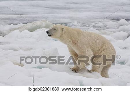 "Female Polar bear (Ursus maritimus), Svalbard Archipelago, Barents Sea, Norway, Arctic, Europe" View Large Photo Image Stock Photo - "Female Polar bear (Ursus maritimus), Svalbard Archipelago, Barents Sea, Norway, Arctic, Europe". Fotosearch