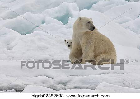 "Female Polar bear (Ursus maritimus) with cub, Svalbard Archipelago, Barents Sea, Norway, Arctic, Europe" View Large Photo Image Stock Photo - "Female Polar bear (Ursus maritimus) with cub, Svalbard Archipelago, Barents Sea, Norway, Arctic, Europe". Fotosearch