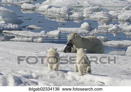 Stock Photograph - "Female Polar bear (Ursus maritimus) hunting a ringed seal (Pusa hispida or phoca hispida) and accompanied by two cubs, Svalbard Archipelago, Barents Sea, Norway, Europe". Fotosearch