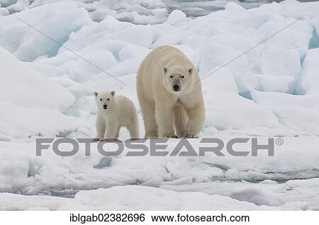 "Female Polar bear (Ursus maritimus) with cub, Svalbard Archipelago, Barents Sea, Norway, Arctic, Europe" View Large Photo Image Stock Photograph - "Female Polar bear (Ursus maritimus) with cub, Svalbard Archipelago, Barents Sea, Norway, Arctic, Europe". Fotosearch
