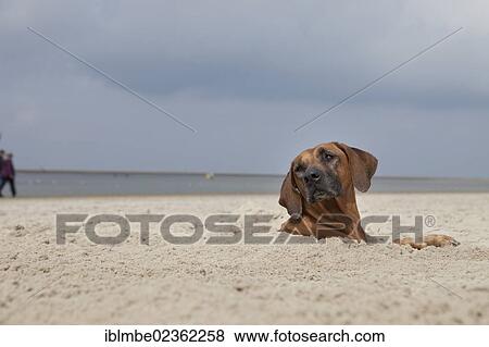 "Female Rhodesian Ridgeback dog buried up to its head in the sand, Langeoog Island, Lower Saxony, Germany, Europe" View Large Photo Image Stock Photo - "Female Rhodesian Ridgeback dog buried up to its head in the sand, Langeoog Island, Lower Saxony, Germany, Europe". Fotosearch