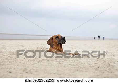 "Female Rhodesian Ridgeback dog buried up to its head in the sand, Langeoog Island, Lower Saxony, Germany, Europe" View Large Photo Image Stock Photography - "Female Rhodesian Ridgeback dog buried up to its head in the sand, Langeoog Island, Lower Saxony, Germany, Europe". Fotosearch