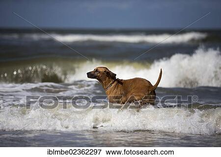 "Female Rhodesian Ridgeback dog in the North Sea on a beach on Langeoog Island, Lower Saxony, Germany, Europe" View Large Photo Image Stock Photo - "Female Rhodesian Ridgeback dog in the North Sea on a beach on Langeoog Island, Lower Saxony, Germany, Europe". Fotosearch
