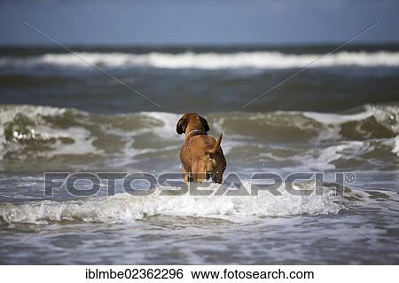 "Female Rhodesian Ridgeback dog in the North Sea on a beach on Langeoog Island, Lower Saxony, Germany, Europe" View Large Photo Image Stock Photograph - "Female Rhodesian Ridgeback dog in the North Sea on a beach on Langeoog Island, Lower Saxony, Germany, Europe". Fotosearch